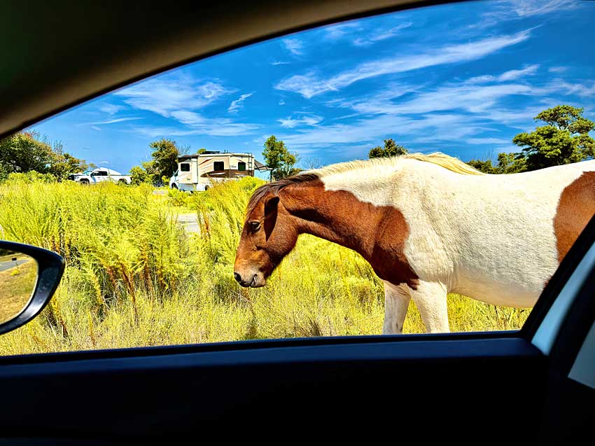 No pony hitchhikers please