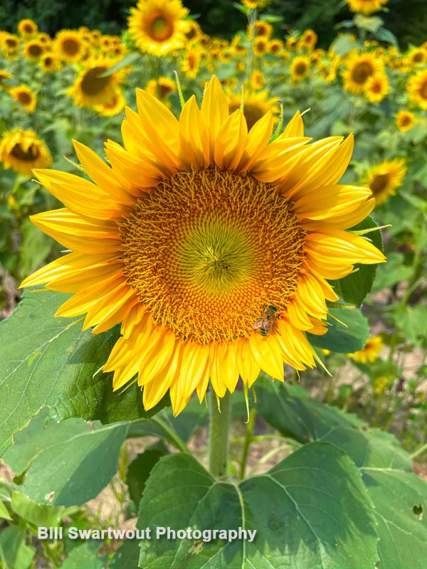 sunflower with bee gathering nectar