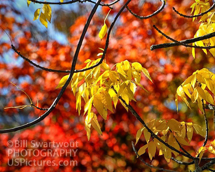 Leaf Peeping in Bar Harbor New England Fall Foliage