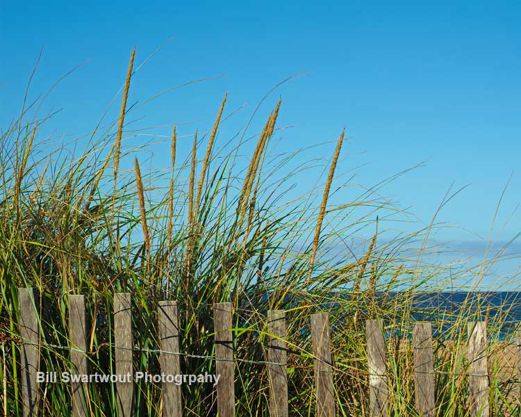 bethany beach dunes grasses