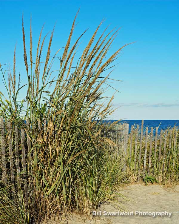 bethany beach dune grasses vertical