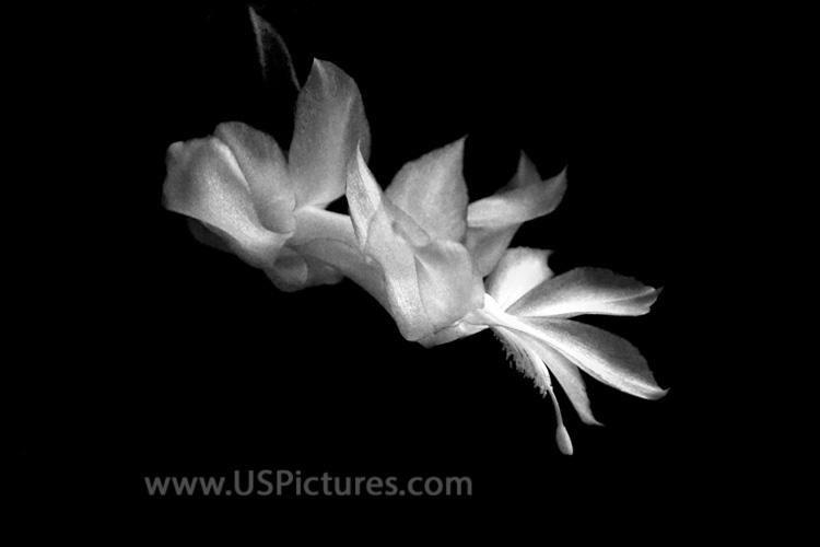 Christmas Cactus Blossom in Black and White