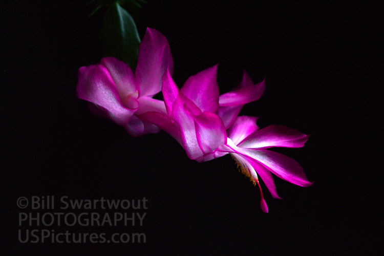 Magenta Christmas Cactus Blossom