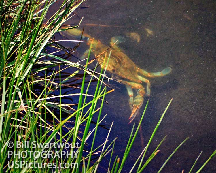chesapeake bay blue crab in a marsh on assateagus island