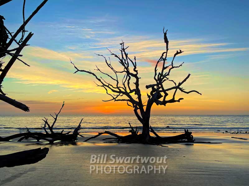 Driftwood Beach Iconic Tree Pre-Sunrise