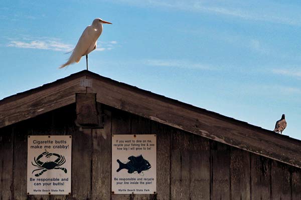 great egret on roof on fishing pier