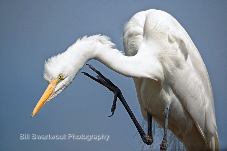 gret egret scratching an itch