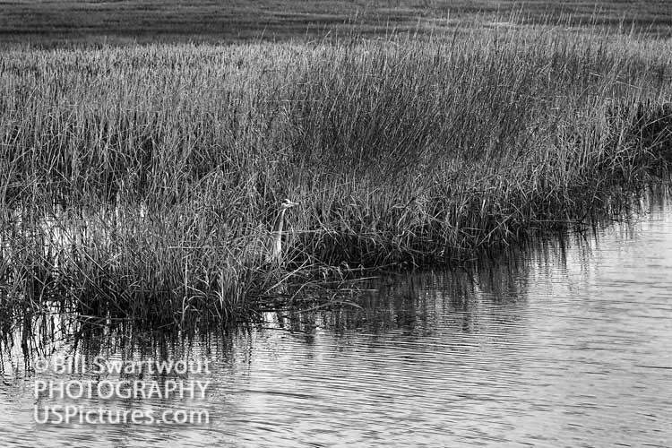 Lurking in the March at Murrells Inlet