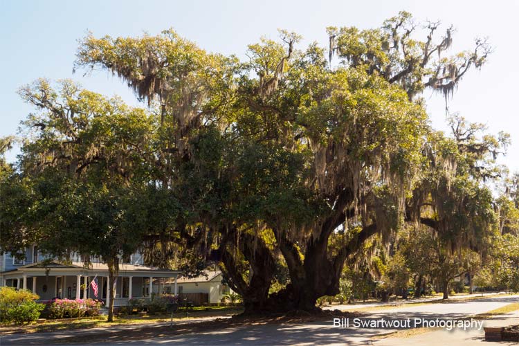 lover's oak in brunswick georgia