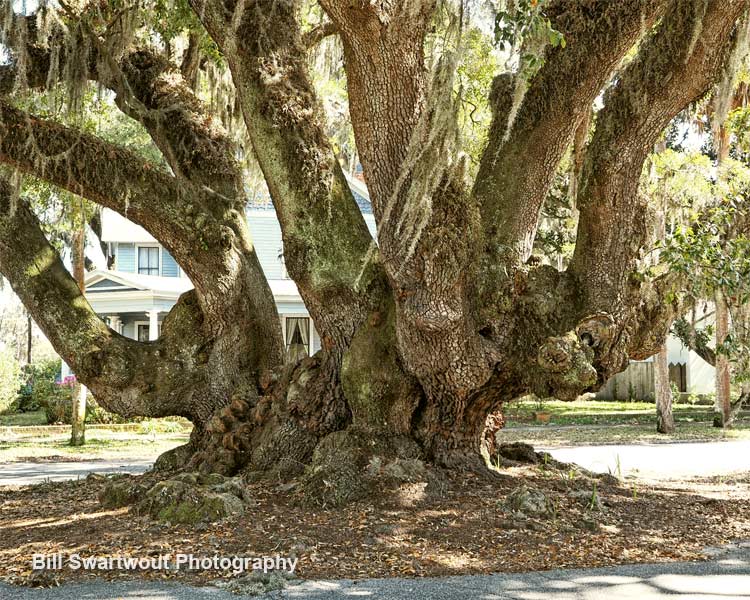 lovers oak tree trunk