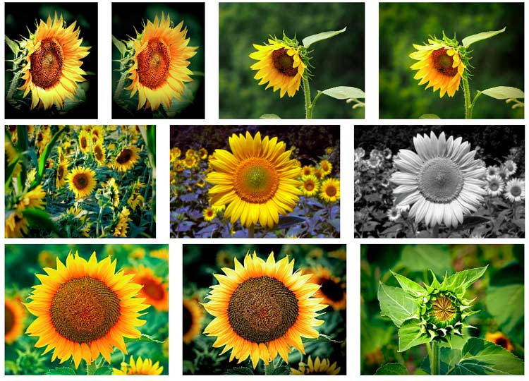 sunflower images college