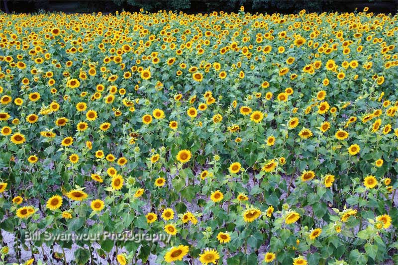 Sunflower Field near Roxanna Delaware