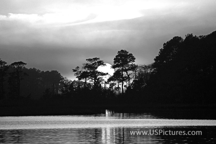 Sun Setting in Trees of Assawoman Bay Monochrome