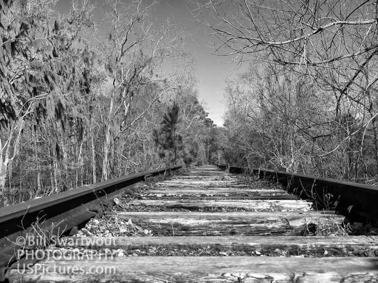 Waccamaw Coast Line Railroad Abandoned Tracks Monochrome